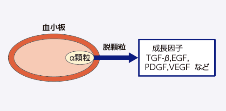 血小板のα顆粒中に含まれる成長因子が放出される。また、塩化カルシウム、トロンビンを添加することでフィブリンポリマーが形成され、PRPがゲル化する。